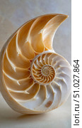 Polished nautilus shell revealing intricate chambers and spiral structure. Стоковое AI-изображение, AI-художник Юрий Поздников / Фотобанк Лори