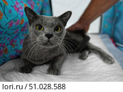 The Russian blue cat is lying on a white rug. Стоковое фото, фотограф Екатерина Лызлова / Фотобанк Лори