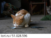 A stray red-and-white cat eats a fresh horse mackerel. Стоковое фото, фотограф Екатерина Лызлова / Фотобанк Лори