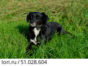 A black dog with a white breast looks suspiciously towards the lens. Стоковое фото, фотограф Екатерина Лызлова / Фотобанк Лори