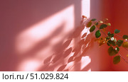 Soft shadows cast on a pink wall by a plant in a sunlit room during the afternoon. Стоковое AI-изображение, AI-художник Сергей Толмачёв / Фотобанк Лори