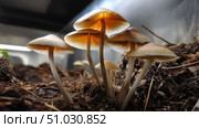 Mushrooms growing from compost, natural cycles. Recycling of waste, zero waste production, preservation of the ecology of the Earth. Стоковое AI-изображение, AI-художник ALLA YURTAYEVA / Фотобанк Лори