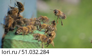 Honey bees fly near a beehive. Bees are best known to humans for their ecological roles as pollinators. Honey bees flying into wooden beehives. Стоковое видео, видеограф Андрей Армягов / Фотобанк Лори