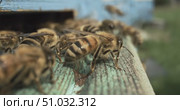 Honey bees fly near a beehive in a super slow motion. Shot on super slow motion camera 1000 fps. Bees are best known to humans for their ecological roles as pollinators. Стоковое видео, видеограф Андрей Армягов / Фотобанк Лори