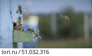Honey bees fly near a beehive in a super slow motion. Shot on super slow motion camera 1000 fps. Bees are best known to humans for their ecological roles as pollinators. Стоковое видео, видеограф Андрей Армягов / Фотобанк Лори