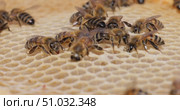 Honey Bees working on honeycomb close-up shot. Bees are best known to humans for their ecological roles as pollinators. Стоковое видео, видеограф Андрей Армягов / Фотобанк Лори