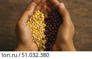 Hands holding yellow corn kernels and red beans in heart shape, symbolizing harvest. Стоковое AI-видео, аниматор Екатерина Усенко / Фотобанк Лори