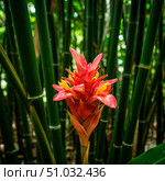 Red ginger flower with vibrant yellow bracts blooming in a lush green bamboo forest. Tropical plant. Стоковое AI-изображение, AI-художник Анжелика Самсонова / Фотобанк Лори