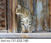 Кошка, живущая при музее Женского монастыря Похвалы Божией Матери. Курганская область, Катайский район, село Боровское. Стоковое фото, фотограф Алексей Иванов / Фотобанк Лори