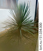Dracaena plant in a vibrant green color representing home gardening and nature with copy space. Стоковое фото, фотограф Елена Высокова / Фотобанк Лори