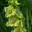 Beautiful gladiolus Green star flowers close up. Стоковое фото, фотограф Photolart / Фотобанк Лори