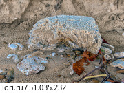 A large piece of fossilized coral on a sandy beach. The texture of the ancient reef is visible, partly covered with sand, with small stones and dry leaves around. Natural colors and details create an atmosphere of a tropical coast and marine nature. Стоковое фото, фотограф Анна Кривицкая / Фотобанк Лори