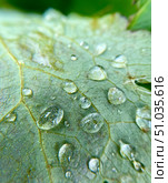 Closeup view of exquisite Water Droplets resting delicately on a Leaf Natures true Beauty. Стоковое фото, фотограф Елена Захаревич / Фотобанк Лори