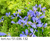 Dracocephalum charkeviczii Prob. (семейство Lamiaceae). Змееголовник Харкевича в бухте Ахлестышева на острове Русский. Россия, Владивосток (2020 год) Стоковое фото, фотограф Овчинникова Ирина / Фотобанк Лори