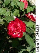 A striking red and white rose blooms among lush green foliage, bathed in sunlight, showcasing intricate petal patterns, healthy leaves, and a peaceful garden atmosphere. Стоковое фото, фотограф Андрей Ка / Фотобанк Лори