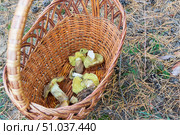 Корзина с грибами Зеленушками, Tricholoma equestre, гриб рода трихолома, рядовка семейства рядовковых. Хорошо пригоден для засолки, заморозки и жарки. Стоковое фото, фотограф Андрей Цыганков / Фотобанк Лори
