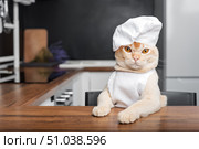 Burmese cat chef awaits a treat in the kitchen. Стоковое фото, фотограф Светлана Султанаева / Фотобанк Лори
