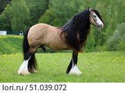 Beautiful Tinker horse with long mane rearing up in nature background. Прекрасная лошадь породы Тинкер с длинной гривой встала на дыбы на фоне лесной лужайки. Стоковое фото, фотограф Михаил Кондрашов / Фотобанк Лори