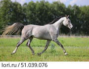 Arabian Horse runs gallop in green summer trees background. Арабская лошадь скачет галопом на фоне зеленых деревьев летом. Стоковое фото, фотограф Михаил Кондрашов / Фотобанк Лори