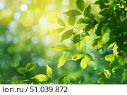 Sunlight filtering through vibrant green leaves in nature. Стоковое AI-изображение, AI-художник Иван Рябоконь / Фотобанк Лори