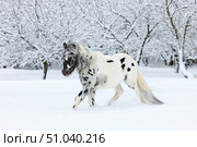 Fanny Appaloosa pony in the nature background, winter scene with strong snow storm, snowflakes covered animal. Веселый пони масти аппалуза на фоне зимнего ландшафта, сугробов и деревьев в инее. Стоковое фото, фотограф Михаил Кондрашов / Фотобанк Лори