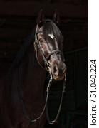 Black thoroughbred dressage horse portrait in dark stable doorway background. Черный спортивный конь на фоне темных ворот конюшни. Стоковое фото, фотограф Михаил Кондрашов / Фотобанк Лори