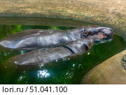 A pygmy hippopotamus and its baby are resting in the water, almost completely submerged. The animals' smooth, shiny skin reflects the light, creating a beautiful contrast with the green water and rocky edges of the pond. The scene conveys calm and tranquility. Стоковое фото, фотограф Анна Кривицкая / Фотобанк Лори