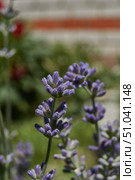 Lavender (lat. Lavandula) blooms in the garden. Lavender is a genus of plants in the family Lamiaceae or Labiatae. Стоковое фото, фотограф Андрей Жигальцов / Фотобанк Лори