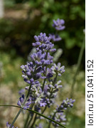 Lavender (lat. Lavandula) blooms in the garden. Lavender is a genus of plants in the family Lamiaceae or Labiatae. Стоковое фото, фотограф Андрей Жигальцов / Фотобанк Лори