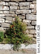 Small bush of ornamental pomegranate with red flowers and fruits close-up. Стоковое фото, фотограф Татьяна Ляпи / Фотобанк Лори
