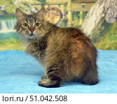 A fluffy cat with long fur and expressive green eyes sits on a blue background. The animal is turned sideways, but looks straight at the camera, creating contact with the viewer. In the background is a blurred landscape with a waterfall, rocks and an old water wheel, which gives the photo a cozy and picturesque atmosphere. Стоковое фото, фотограф Анна Кривицкая / Фотобанк Лори