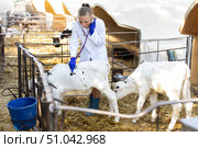 young veterinarian checks on small calves on a farm. Стоковое фото, фотограф Яков Филимонов / Фотобанк Лори