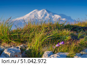 A panoramic view of meadow flowers bluebells in the background blurred snow-capped peaks of Mount Elbrus, on Bolshoi Bermamyt plateau, at daytime, Stavropol Krai, Russia. Стоковое фото, фотограф Сергей Богомяко / Фотобанк Лори