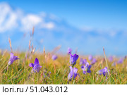 A panoramic view of meadow flowers bluebells in the background blurred snow-capped peaks of Mount Elbrus, on Bolshoi Bermamyt plateau, at daytime, Stavropol Krai, Russia. Стоковое фото, фотограф Сергей Богомяко / Фотобанк Лори