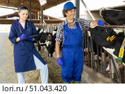 man communicates with a woman veterinarian in a cowshed. Стоковое фото, фотограф Яков Филимонов / Фотобанк Лори