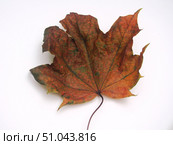 Fallen autumn maple leaf on a white background. Стоковое фото, фотограф Олег Тараканов / Фотобанк Лори