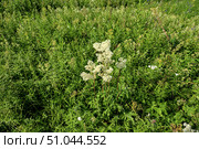 Таволга вязолистная (лабазник). Цветущее растение (Filipendula ulmaria) Стоковое фото, фотограф Александр Тараканов / Фотобанк Лори
