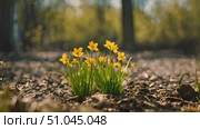 Small yellow flowers emerging and growing out of the soil in this short clip of natures beauty. Стоковое AI-видео, аниматор Данила Большаков / Фотобанк Лори