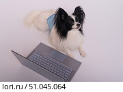 Smart dog papillon breed works at a laptop on a white background. Continental Spaniel in a protective belt for dogs from the territory mark uses a wireless computer. Стоковое фото, фотограф Михаил Решетников / Фотобанк Лори