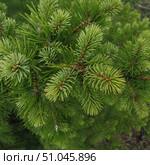 Сосна горная – Pinus Mugo Peterle. Стоковое фото, фотограф Александр Шатунов / Фотобанк Лори