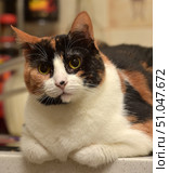 A calico cat with distinct black, red and white markings lies on the surface with its paws tucked under it. The animal stares at the camera with its large yellow eyes. Soft lighting highlights the texture of the fur and the contrast of the color. Стоковое фото, фотограф Анна Кривицкая / Фотобанк Лори