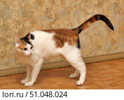 A calico cat with white, red and black fur stands on a parquet floor near a wall with decorative plaster. The animal has its head turned to the left, ears are alert, and its tail is raised, which may indicate interest or readiness to interact. The cat's smooth, short fur shines in the warm lighting, emphasizing the bright contrast of color. The background and floor create a cozy homely atmosphere. Стоковое фото, фотограф Анна Кривицкая / Фотобанк Лори