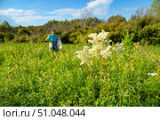 Таволга вязолистная (лабазник). Цветущее растение (Filipendula ulmaria) Стоковое фото, фотограф Александр Тараканов / Фотобанк Лори