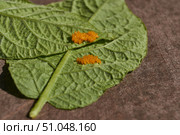 Colorado potato beetle eggs on a potato leaf are a danger to the crop. A close-up of eggs of a Colorado potato beetle on the underside of a leaf. Стоковое фото, фотограф Андрей Жигальцов / Фотобанк Лори