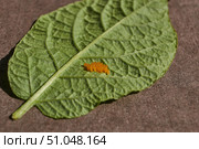 Colorado potato beetle eggs on a potato leaf are a danger to the crop. A close-up of eggs of a Colorado potato beetle on the underside of a leaf. Стоковое фото, фотограф Андрей Жигальцов / Фотобанк Лори