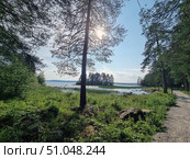 Summer landscape with a view of a lake surrounded by dense coniferous and deciduous trees. In the foreground there is green grass, bushes and stones, behind which you can see clear water with small waves. In the center of the frame there is a tall pine tree, through the branches of which the bright sun breaks through, creating a soft glow and a play of light and shadow. On the right there is a narrow dirt path leading along the shore and disappearing into the distance among the trees. On the horizon you can see an island with a group of pines, and behind it - a blue distance with hills. An atmosphere of calm, comfort and harmony with nature. Стоковое фото, фотограф Анна Кривицкая / Фотобанк Лори