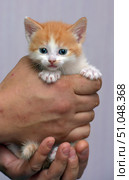 A charming ginger and white kitten with blue eyes is in the hands of a person. The kitten is gently pressed by palms, looking forward with a curious and slightly wary expression on its face. Its soft fur is fluffy, with a bright ginger color on its head and back and white areas on its muzzle, paws and chest. A close-up conveys the texture of the fur, expressive eyes and delicate details, creating a feeling of care and warmth. The background is soft, blurred, does not distract attention from the main object - the kitten. Стоковое фото, фотограф Анна Кривицкая / Фотобанк Лори