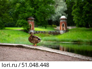 Утка в Екатерининском парке. Пушкин (Царское Село) Редакционное фото, фотограф Свитич Олег / Фотобанк Лори
