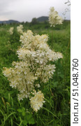 The Labaznik plant in the wild. Folk and natural medicine. Стоковое фото, фотограф Наталия Кирсанова / Фотобанк Лори