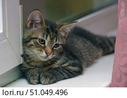 A charming tabby kitten with soft semi-long hair lies on the windowsill, leaning against the window frame. His large expressive eyes and slightly thoughtful look create a touching, cozy atmosphere. The color is a classic brown tabby with clear dark stripes and a light undercoat. The pink nose and white whiskers emphasize the tenderness of the muzzle. In the background, you can see a blurred background of the window and pink fabric, which adds homely warmth and comfort to the composition.Mongrel (domestic semi-longhaired) kitten with tabby coloring. Стоковое фото, фотограф Анна Кривицкая / Фотобанк Лори